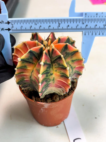 Gymnocalycium Lb Hybrid (gy5) (y5) | Imported Plants