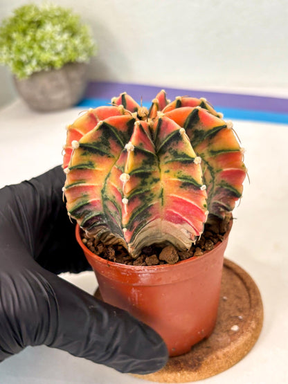 Gymnocalycium Lb Hybrid (gy5) (y5) | Imported Plants
