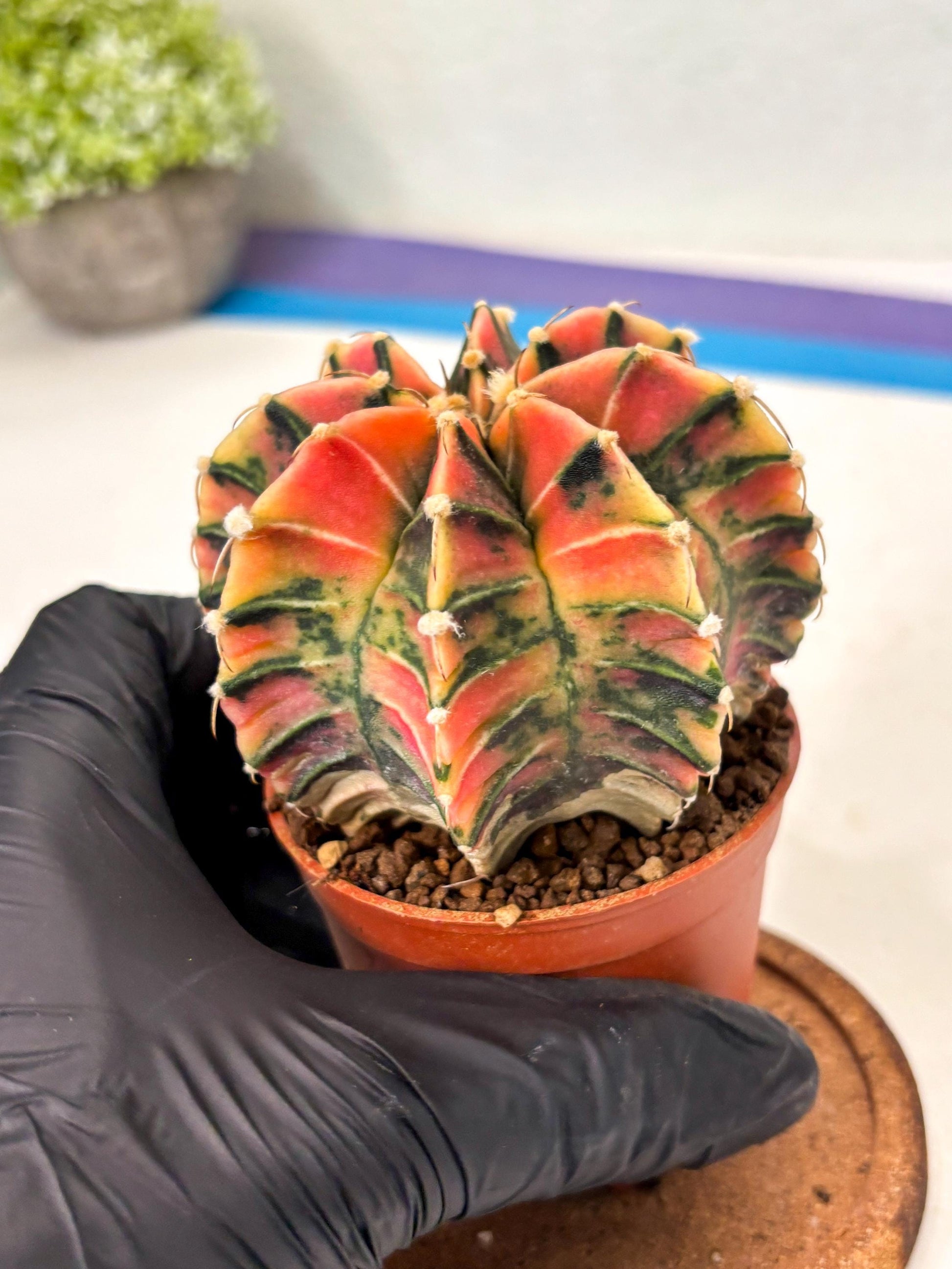 Gymnocalycium Lb Hybrid (gy5) (y5) | Imported Plants