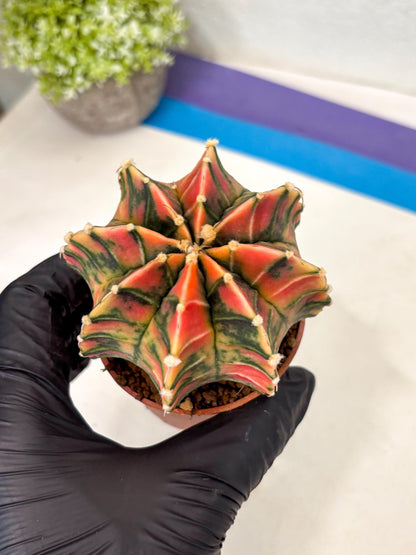 Gymnocalycium Lb Hybrid (gy5) (y5) | Imported Plants