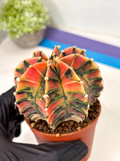 Gymnocalycium Lb Hybrid (gy5) (y5) | Imported Plants