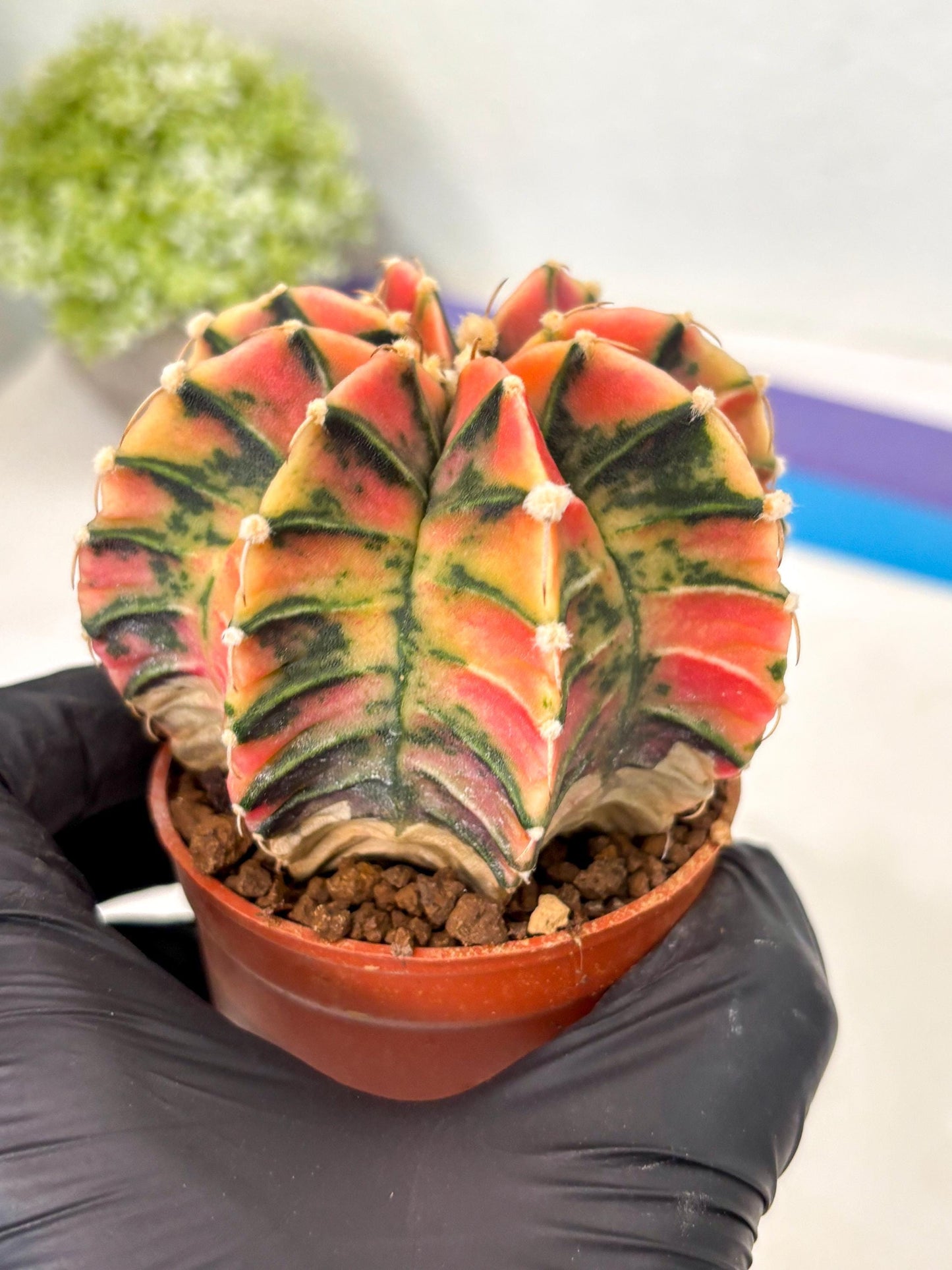 Gymnocalycium Lb Hybrid (gy5) (y5) | Imported Plants