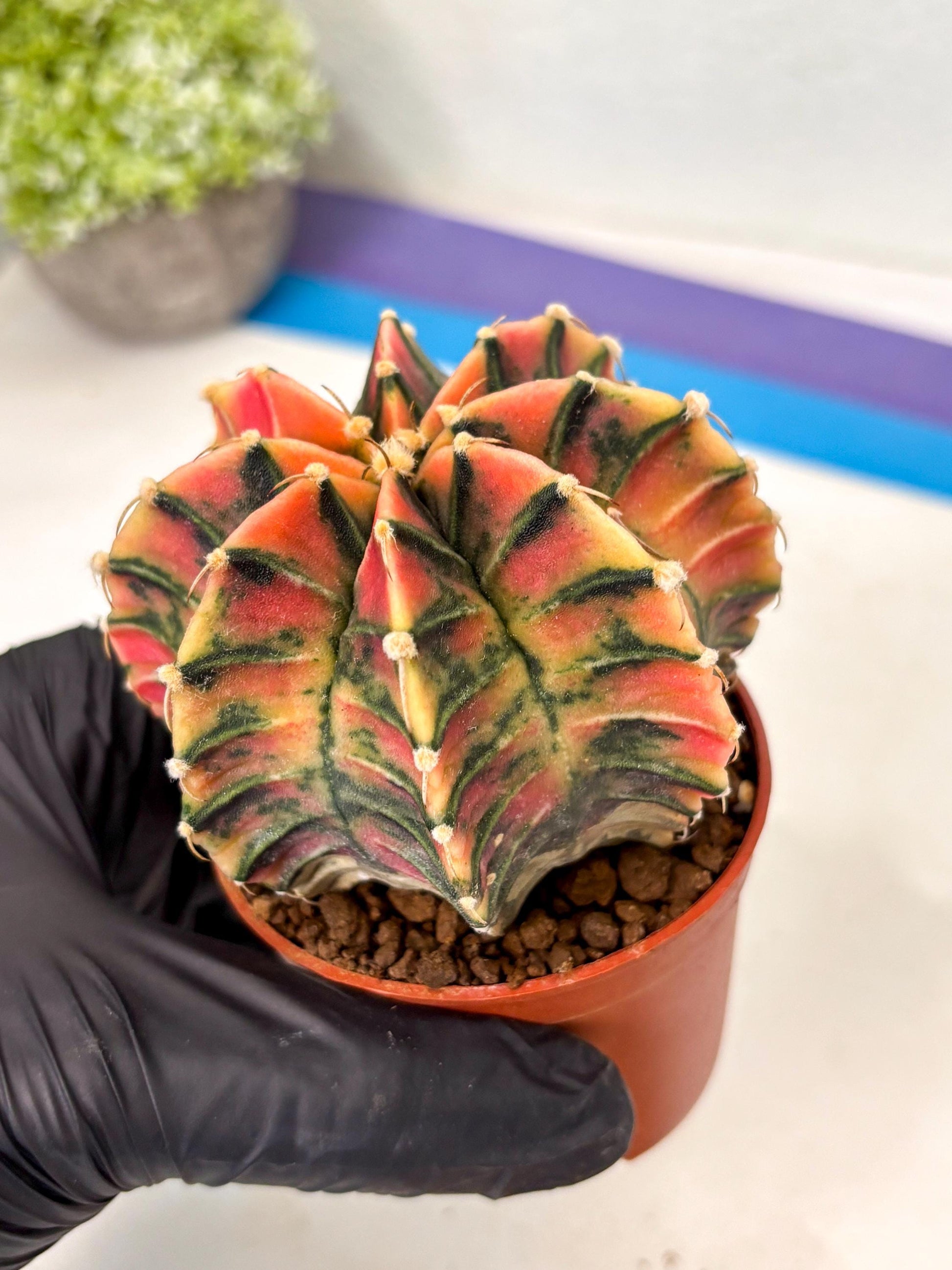Gymnocalycium Lb Hybrid (gy5) (y5) | Imported Plants