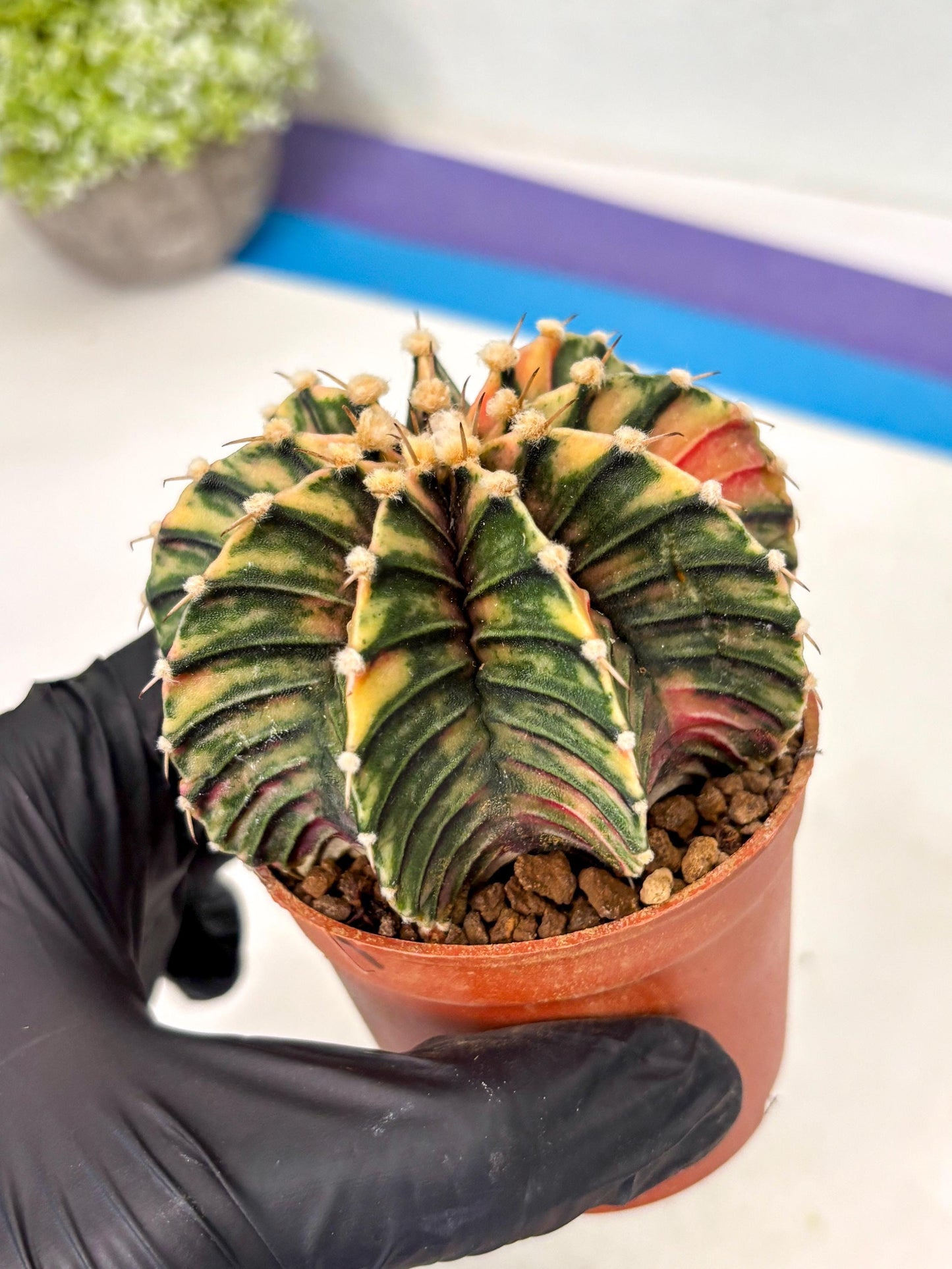 Gymnocalycium Lb Hybrid (gy5) (y6) | Imported Plants