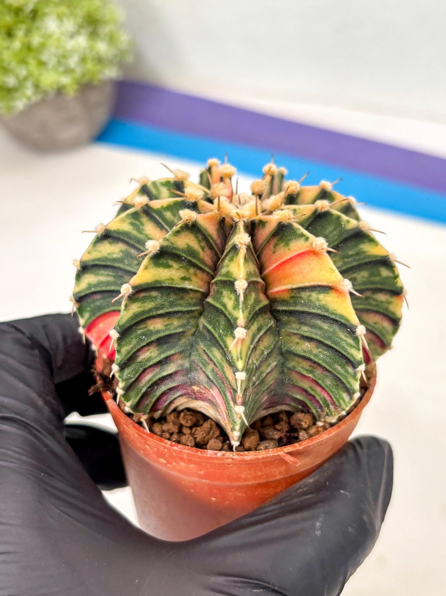 Gymnocalycium Lb Hybrid (gy5) (y6) | Imported Plants