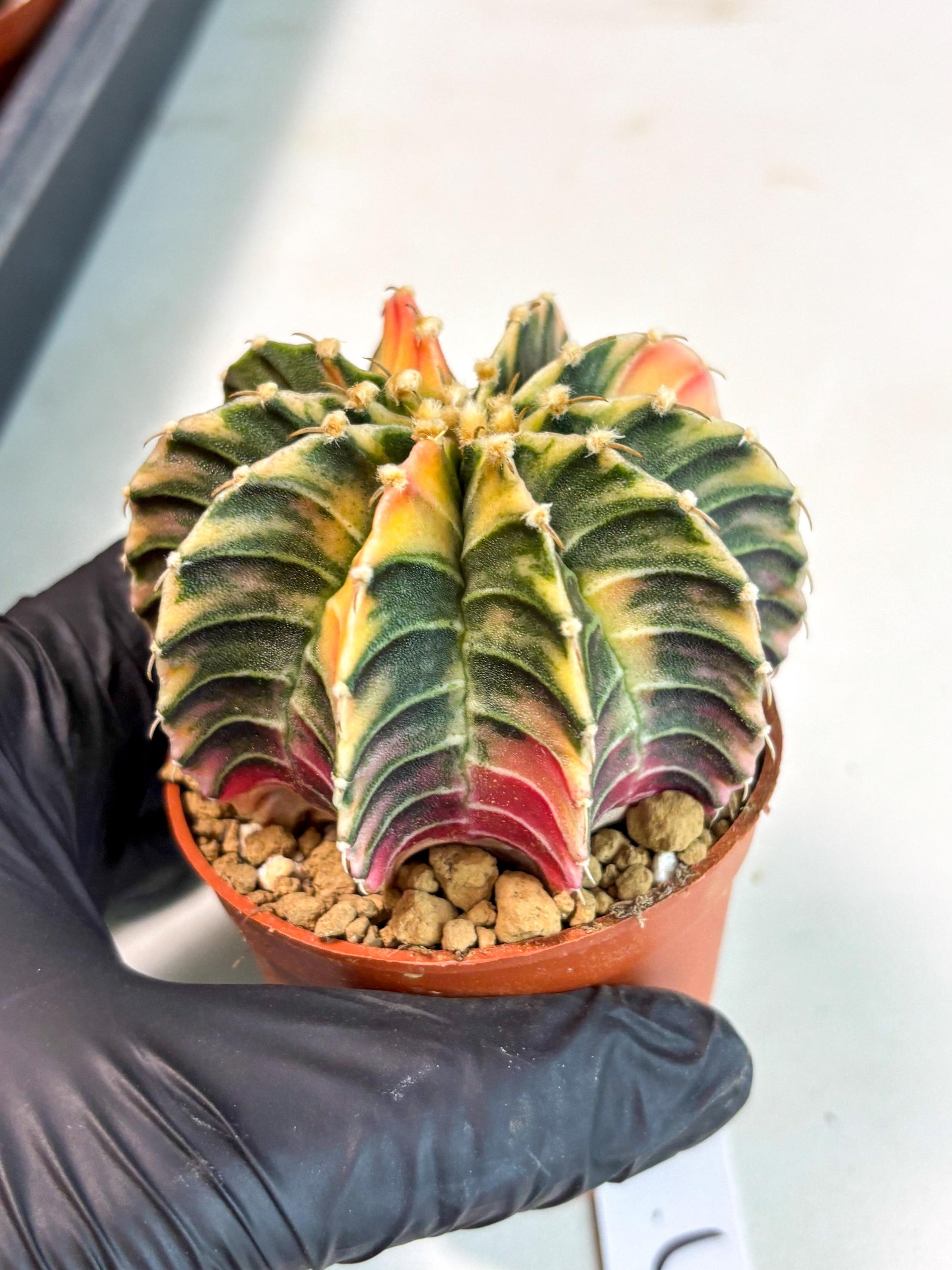 Gymnocalycium Lb Hybrid (gy5) (g3) | Imported Plants
