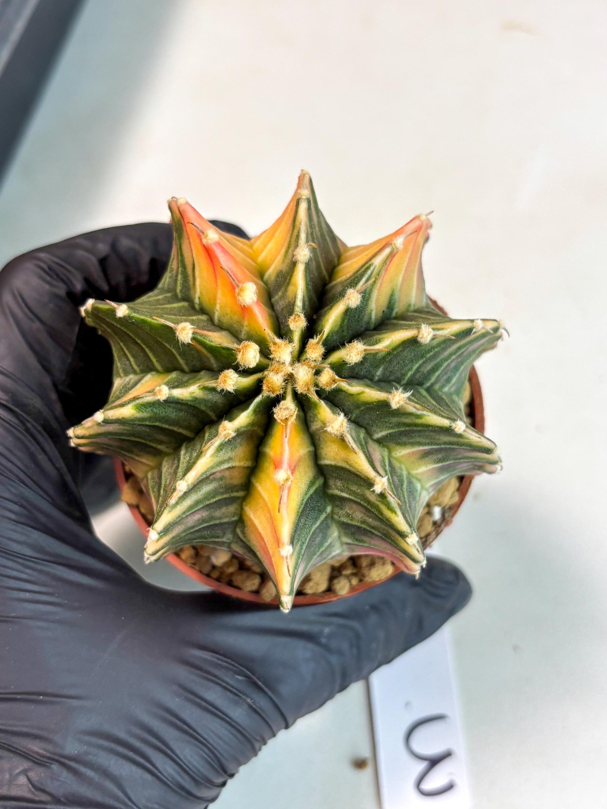 Gymnocalycium Lb Hybrid (gy5) (g3) | Imported Plants
