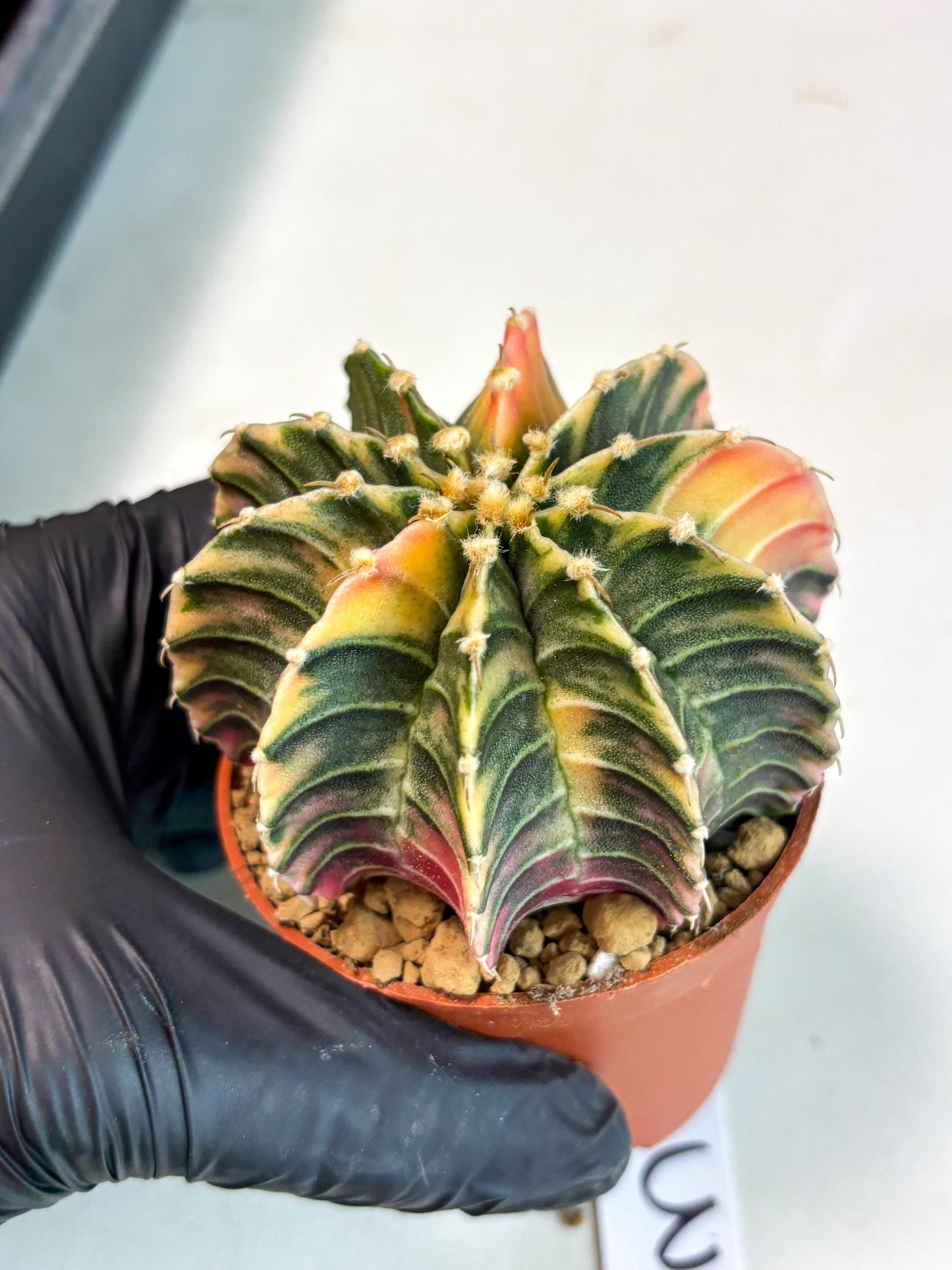 Gymnocalycium Lb Hybrid (gy5) (g3) | Imported Plants