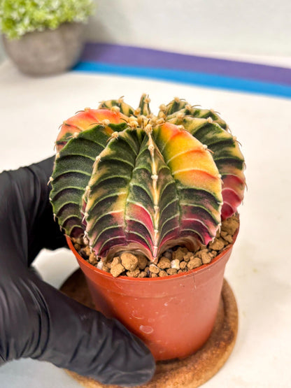 Gymnocalycium Lb Hybrid (gy5) (g3) | Imported Plants