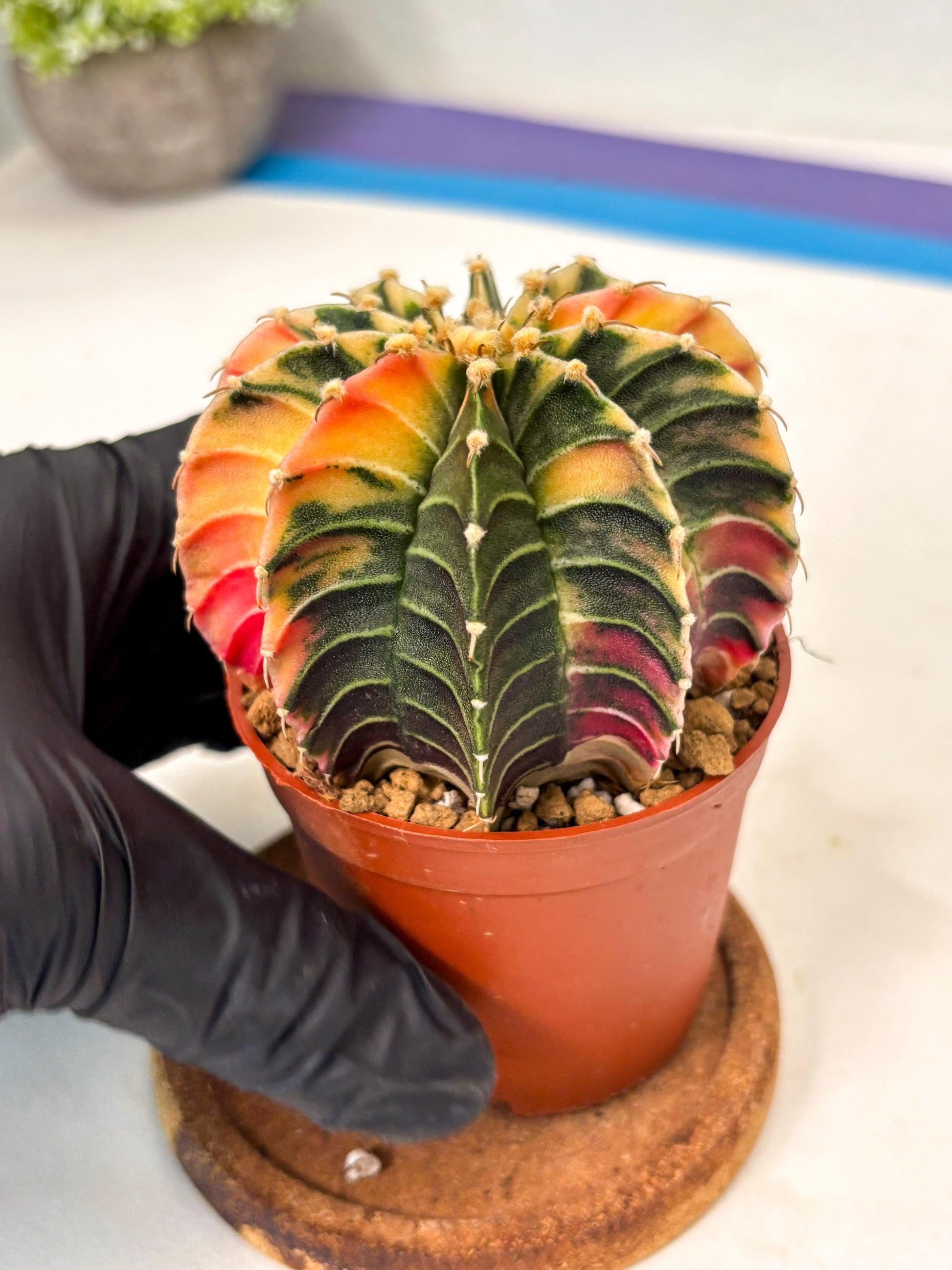 Gymnocalycium Lb Hybrid (gy5) (g3) | Imported Plants