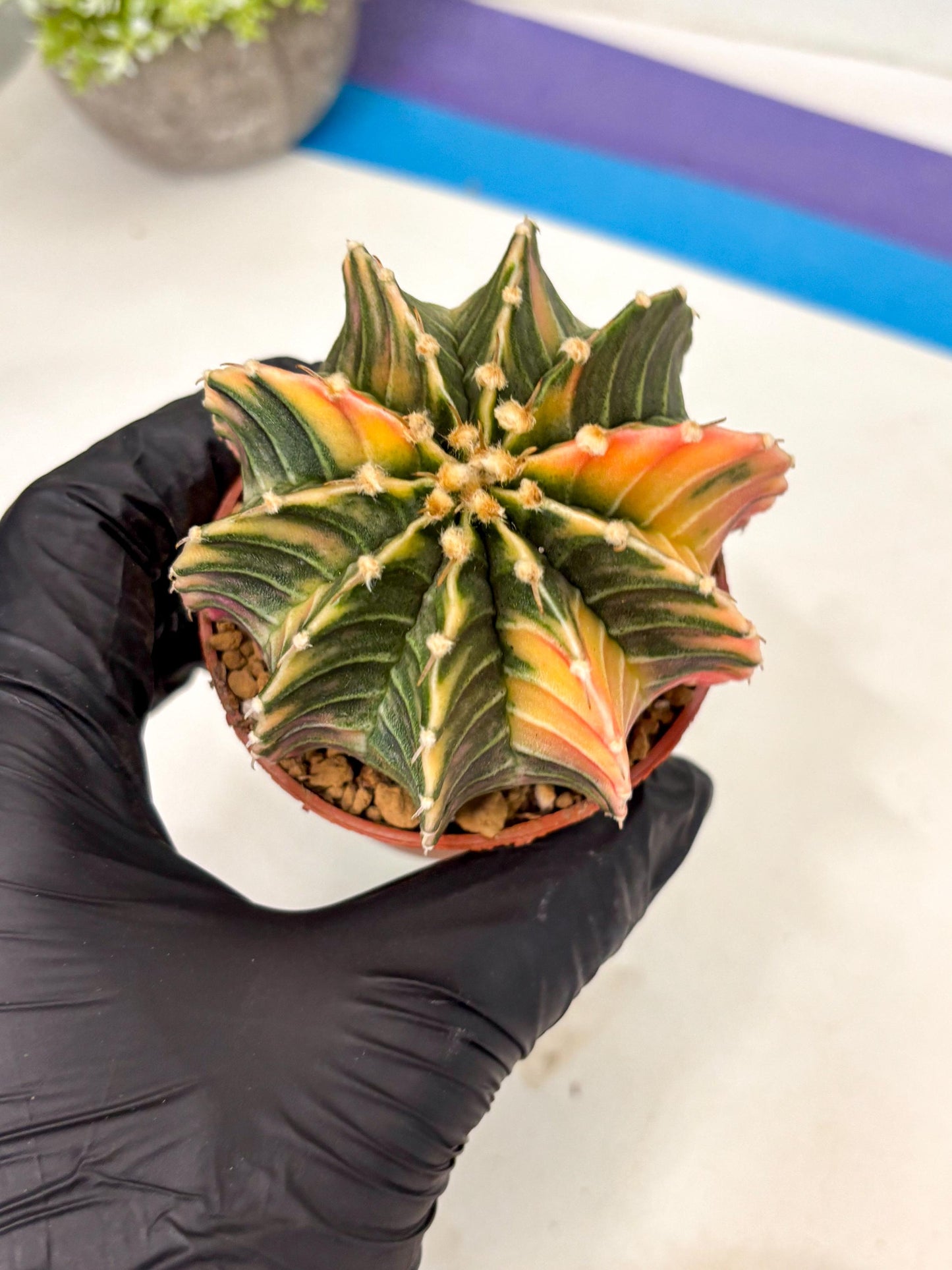 Gymnocalycium Lb Hybrid (gy5) (g3) | Imported Plants