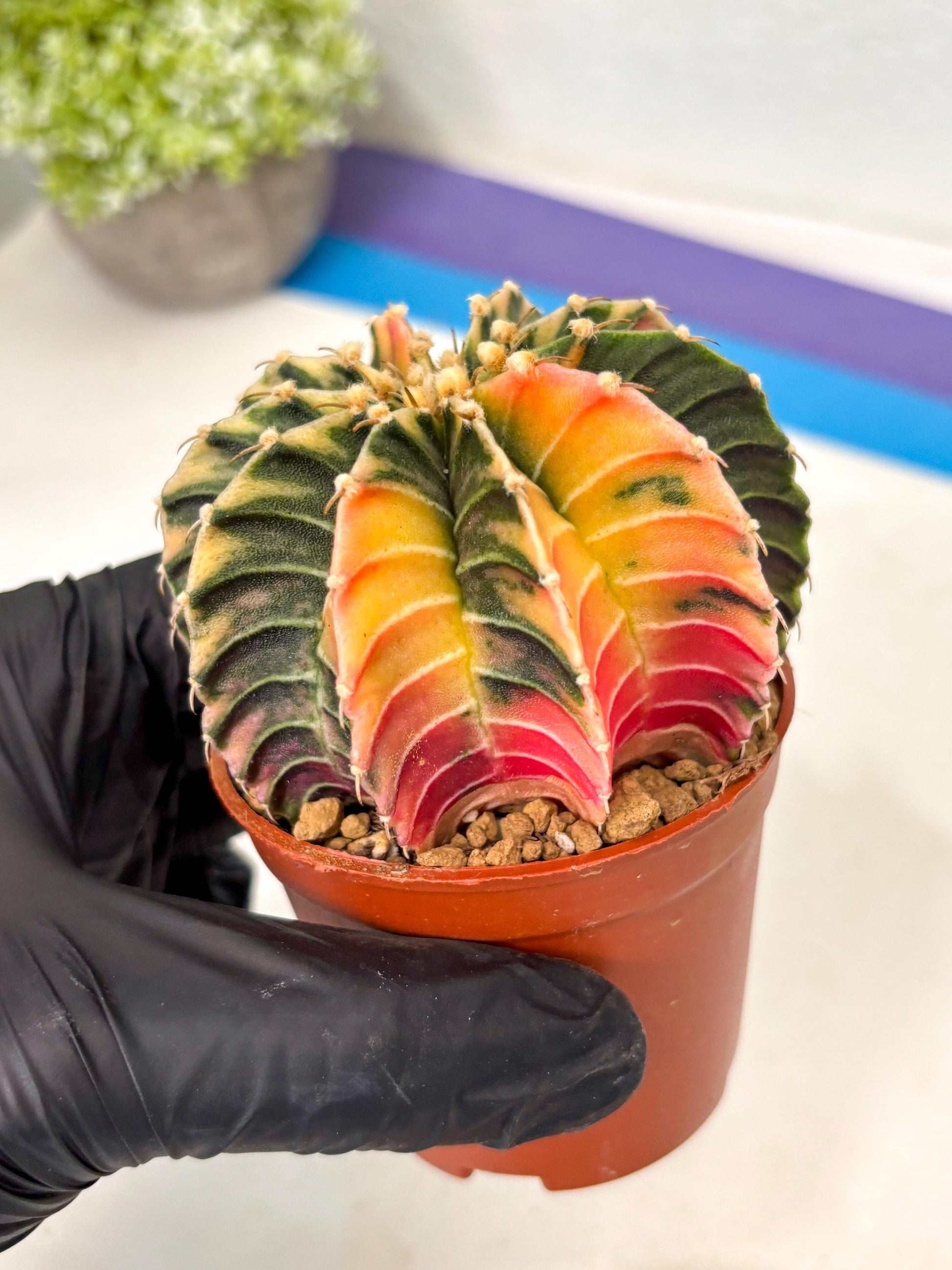 Gymnocalycium Lb Hybrid (gy5) (g3) | Imported Plants
