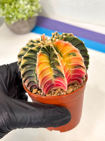 Gymnocalycium Lb Hybrid (gy5) (g3) | Imported Plants