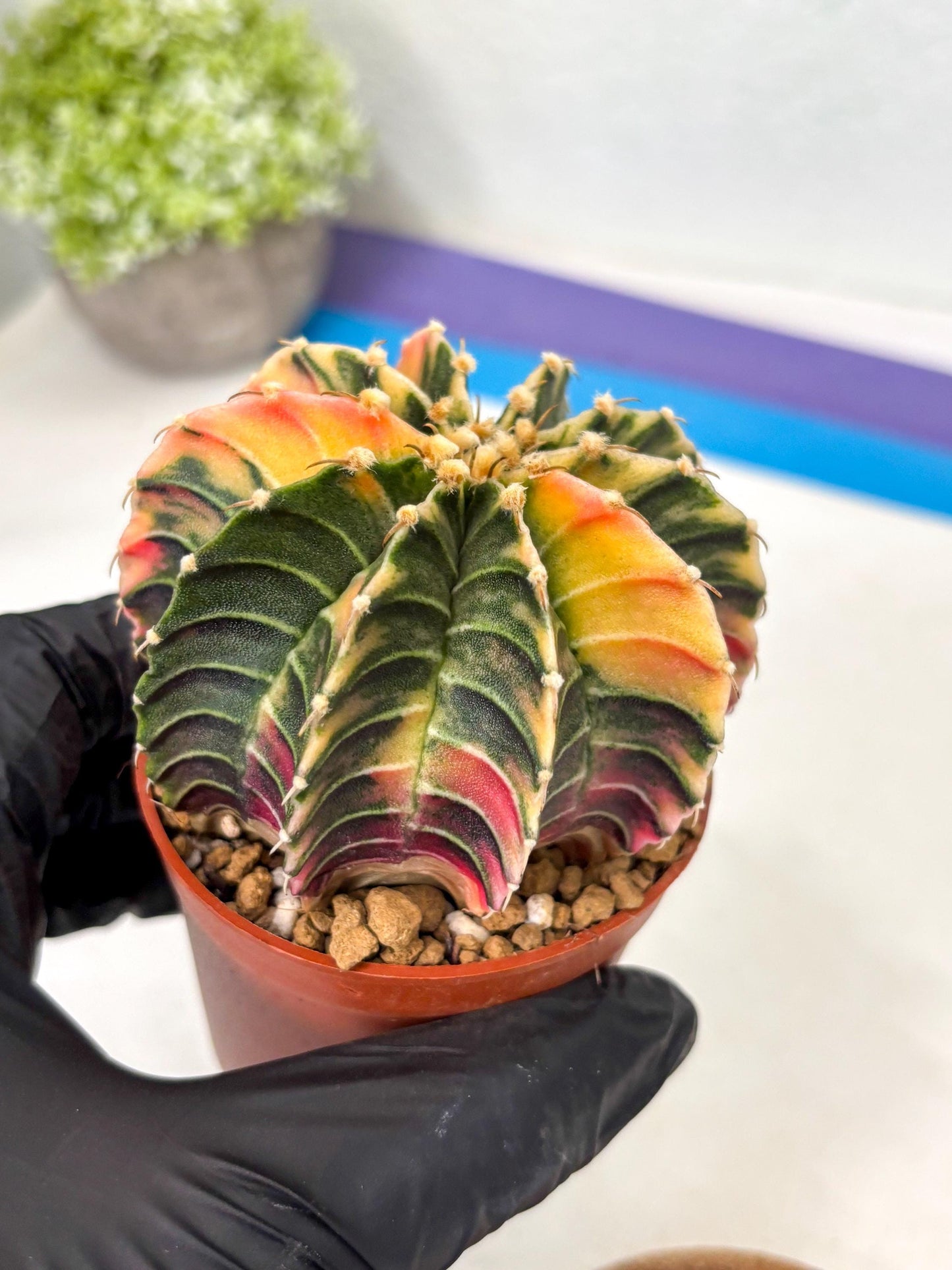 Gymnocalycium Lb Hybrid (gy5) (g3) | Imported Plants