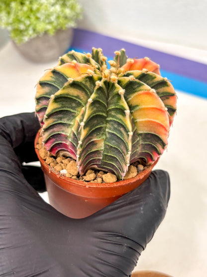 Gymnocalycium Lb Hybrid (gy5) (g3) | Imported Plants