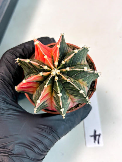 Gymnocalycium Lb Hybrid (gy5) (g4) | Imported Plants
