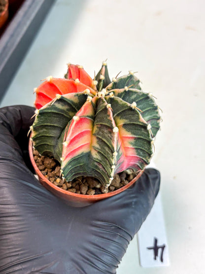 Gymnocalycium Lb Hybrid (gy5) (g4) | Imported Plants