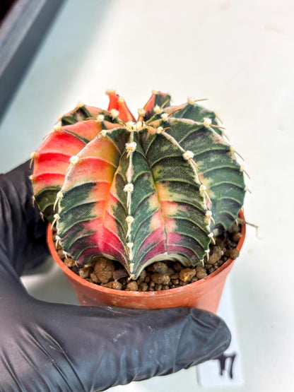 Gymnocalycium Lb Hybrid (gy5) (g4) | Imported Plants