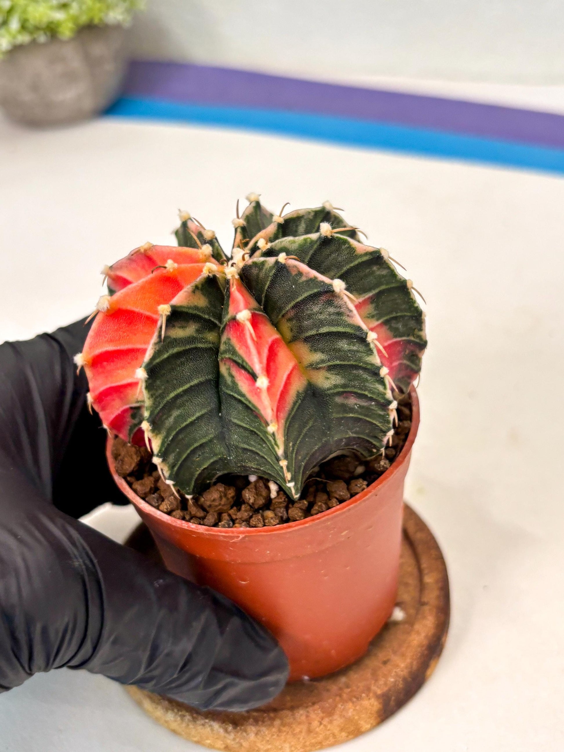 Gymnocalycium Lb Hybrid (gy5) (g4) | Imported Plants