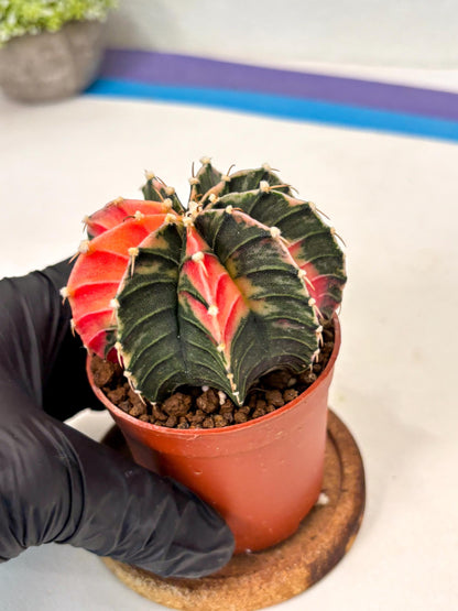 Gymnocalycium Lb Hybrid (gy5) (g4) | Imported Plants