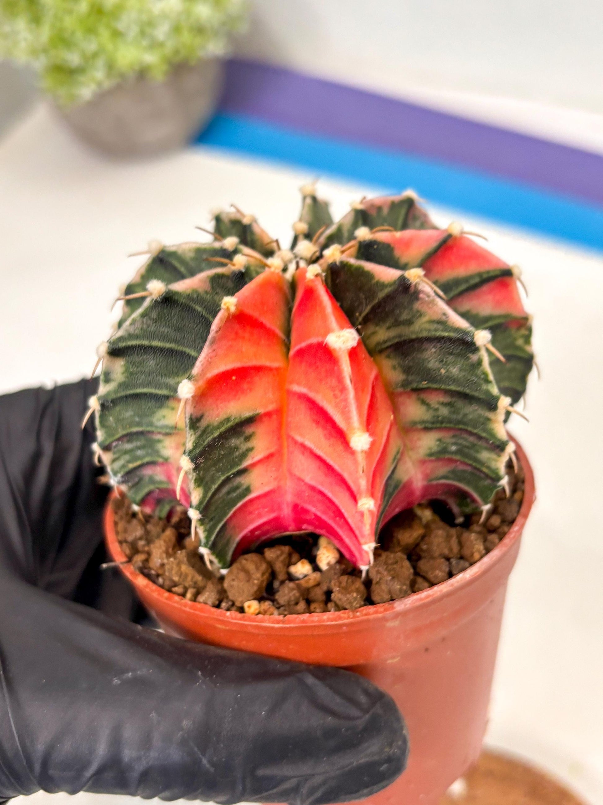 Gymnocalycium Lb Hybrid (gy5) (g4) | Imported Plants