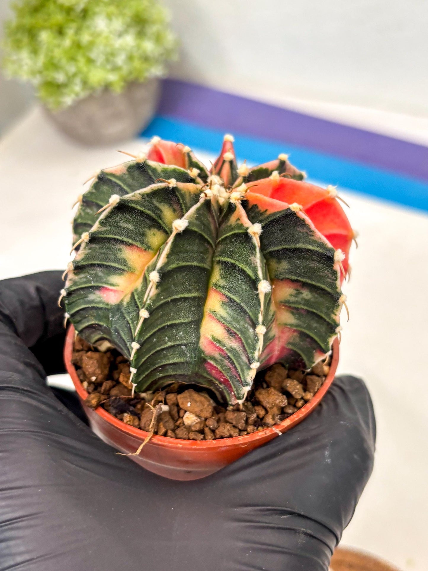 Gymnocalycium Lb Hybrid (gy5) (g4) | Imported Plants
