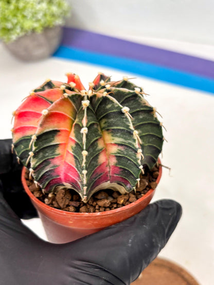 Gymnocalycium Lb Hybrid (gy5) (g4) | Imported Plants