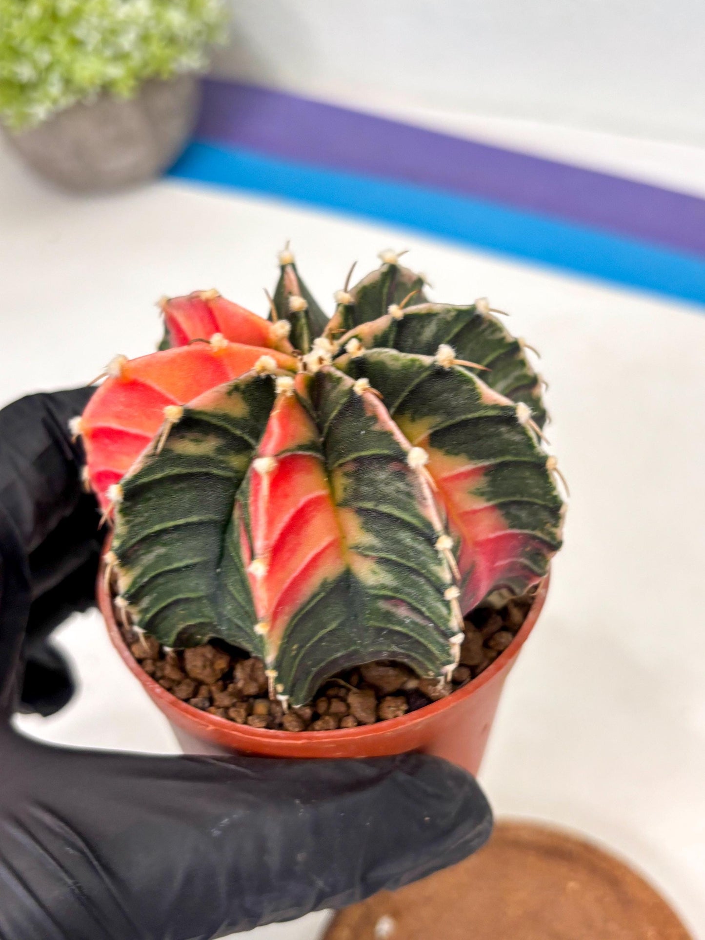 Gymnocalycium Lb Hybrid (gy5) (g4) | Imported Plants