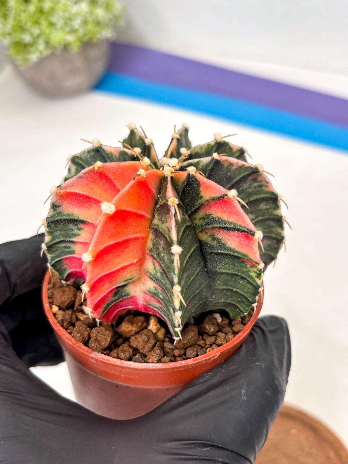 Gymnocalycium Lb Hybrid (gy5) (g4) | Imported Plants