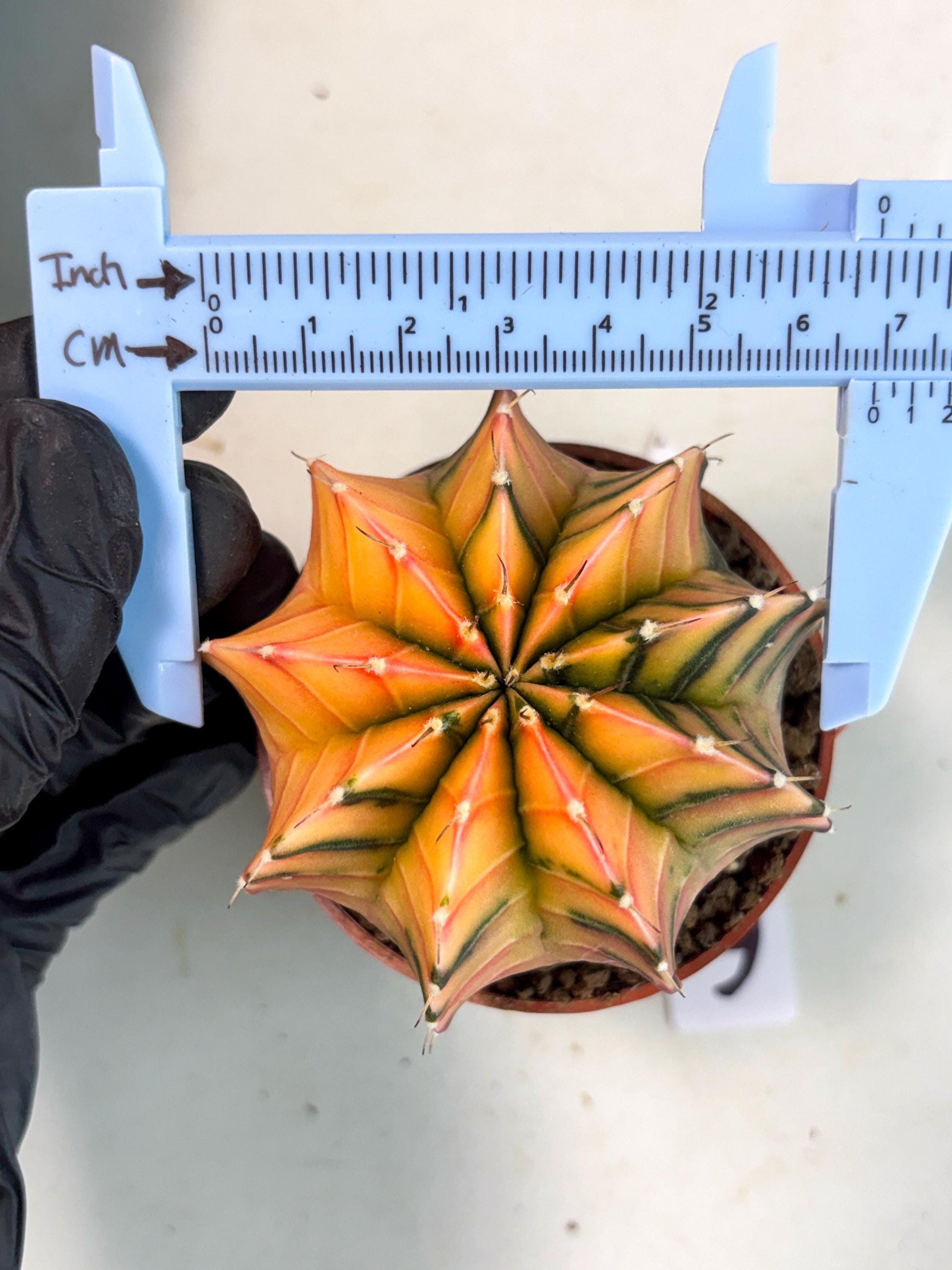 Gymnocalycium Lb Hybrid (gy5) (g6) | Imported Plants
