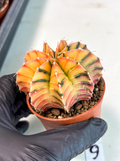 Gymnocalycium Lb Hybrid (gy5) (g6) | Imported Plants
