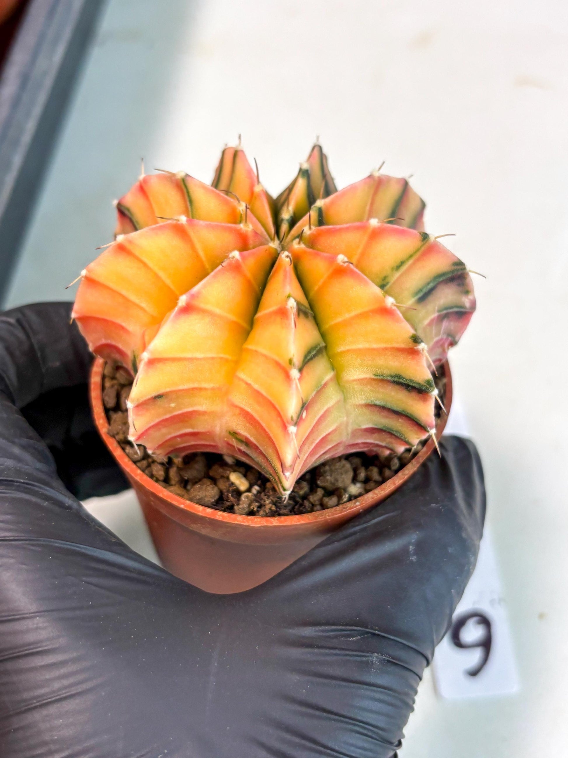 Gymnocalycium Lb Hybrid (gy5) (g6) | Imported Plants