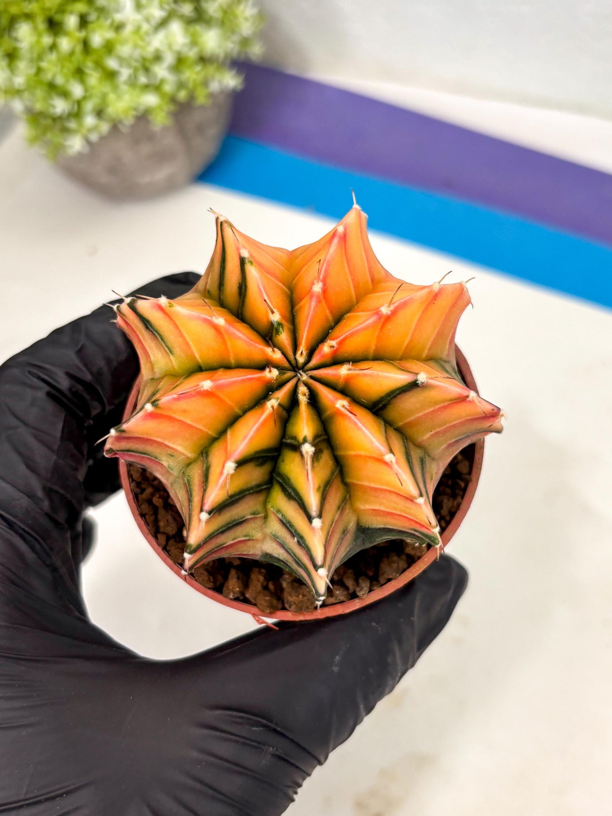 Gymnocalycium Lb Hybrid (gy5) (g6) | Imported Plants