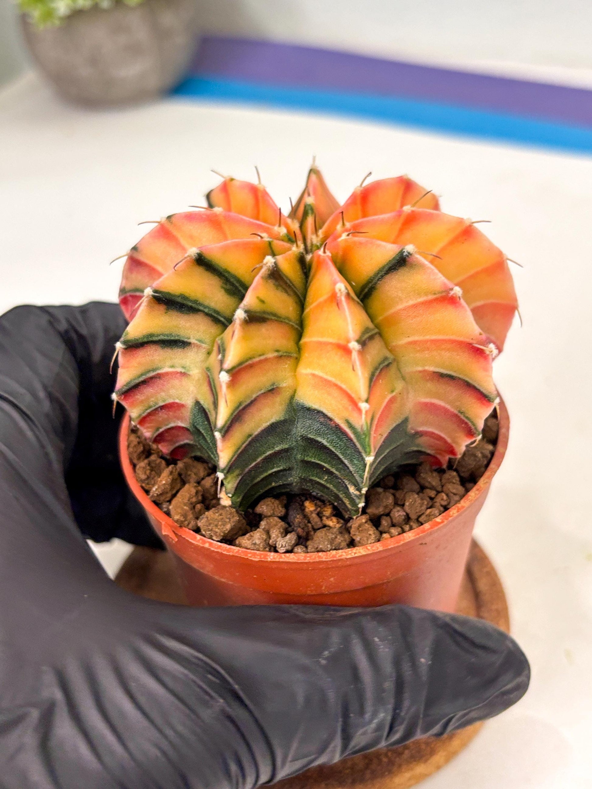 Gymnocalycium Lb Hybrid (gy5) (g6) | Imported Plants