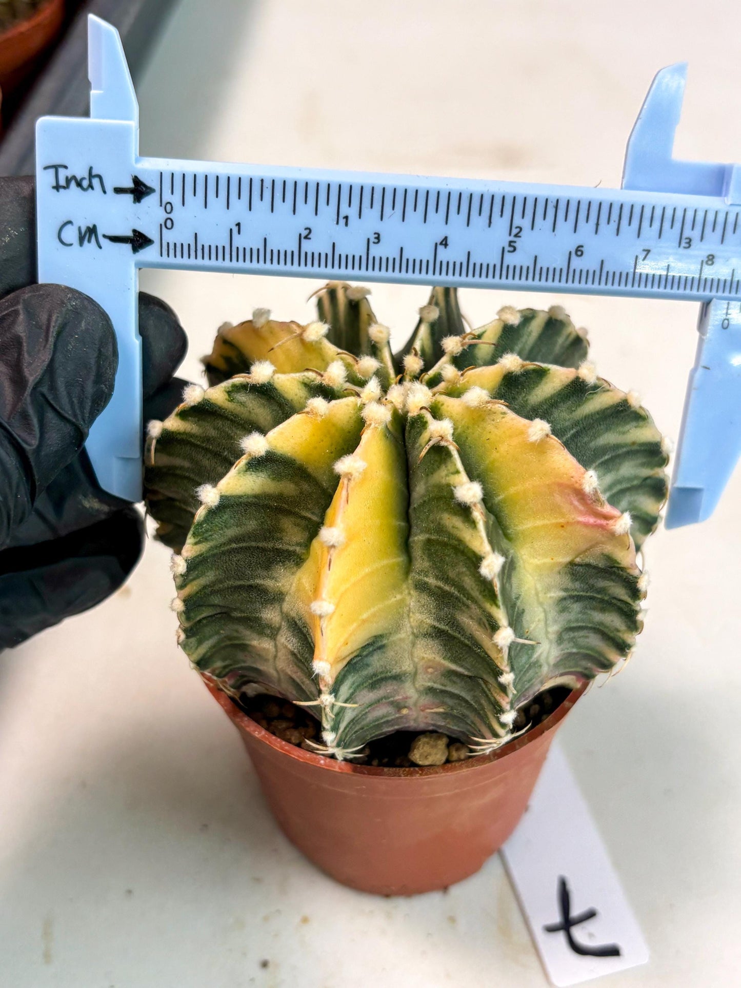 Gymnocalycium Lb Hybrid (gy5) (g7) | Imported Plants