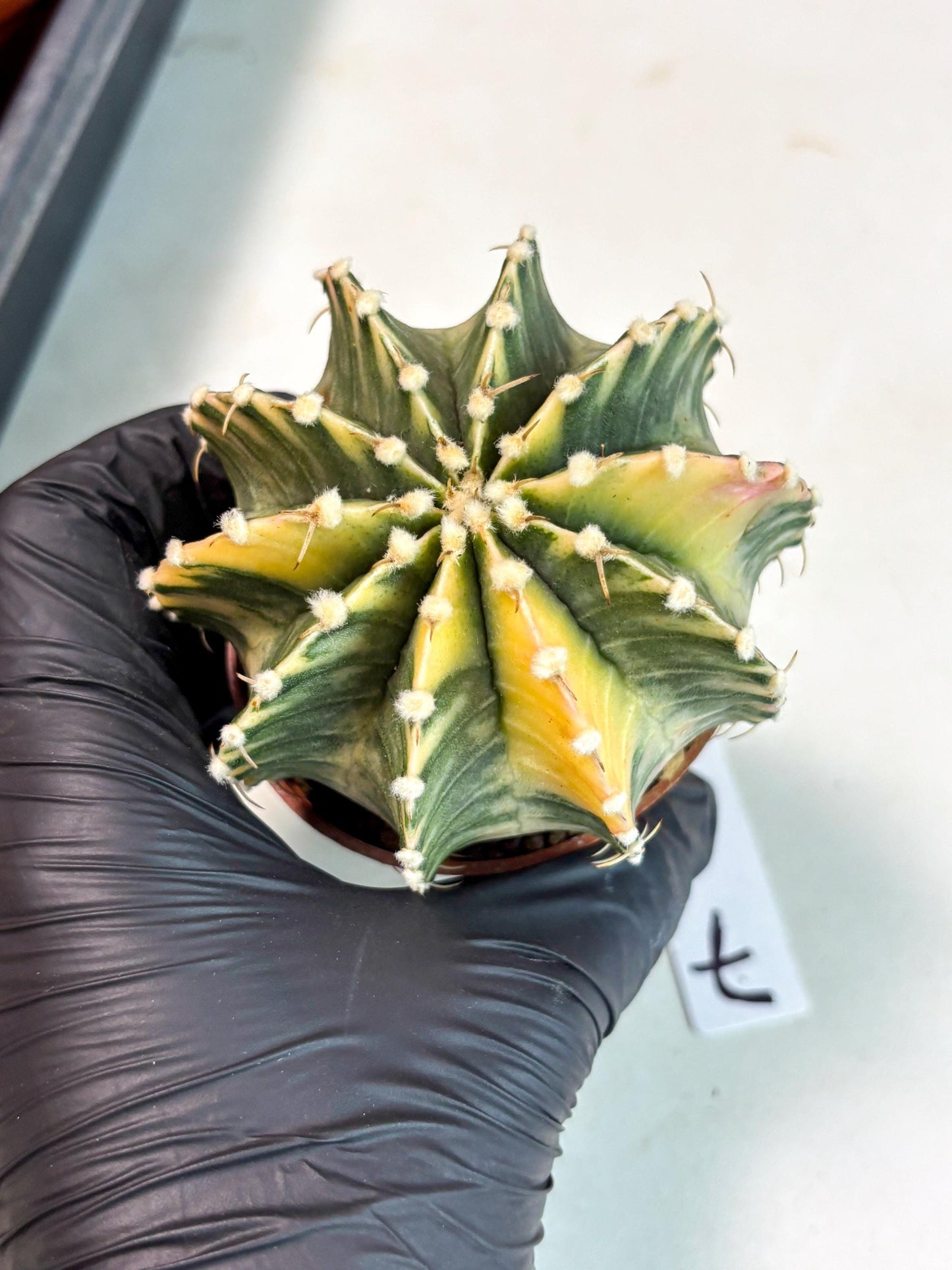 Gymnocalycium Lb Hybrid (gy5) (g7) | Imported Plants