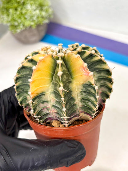 Gymnocalycium Lb Hybrid (gy5) (g7) | Imported Plants