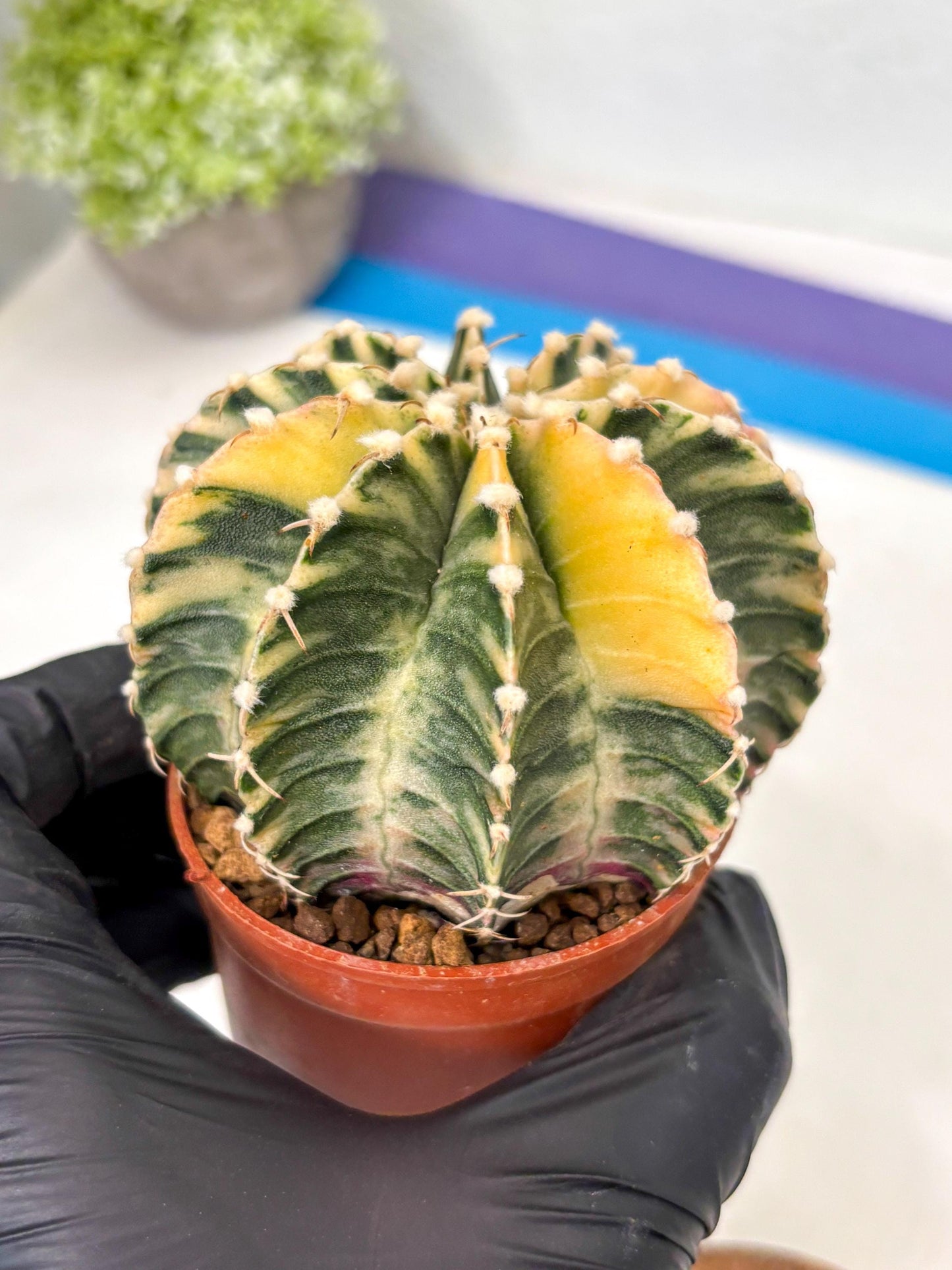 Gymnocalycium Lb Hybrid (gy5) (g7) | Imported Plants
