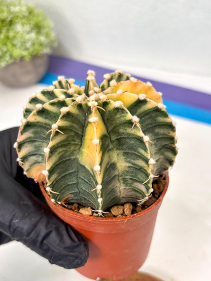 Gymnocalycium Lb Hybrid (gy5) (g7) | Imported Plants