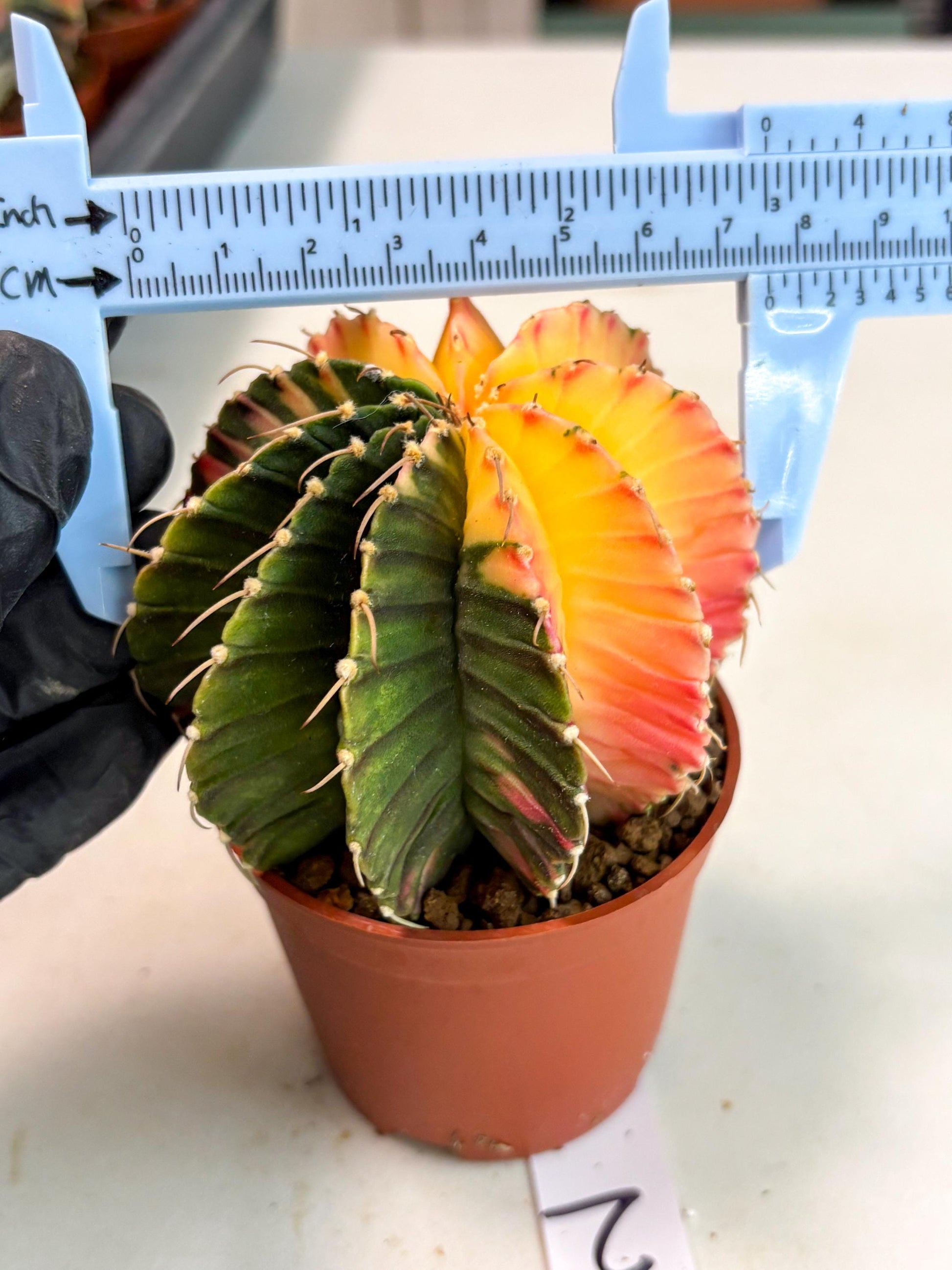 Gymnocalycium Lb Hybrid (gy5) (r2) | Imported Plants