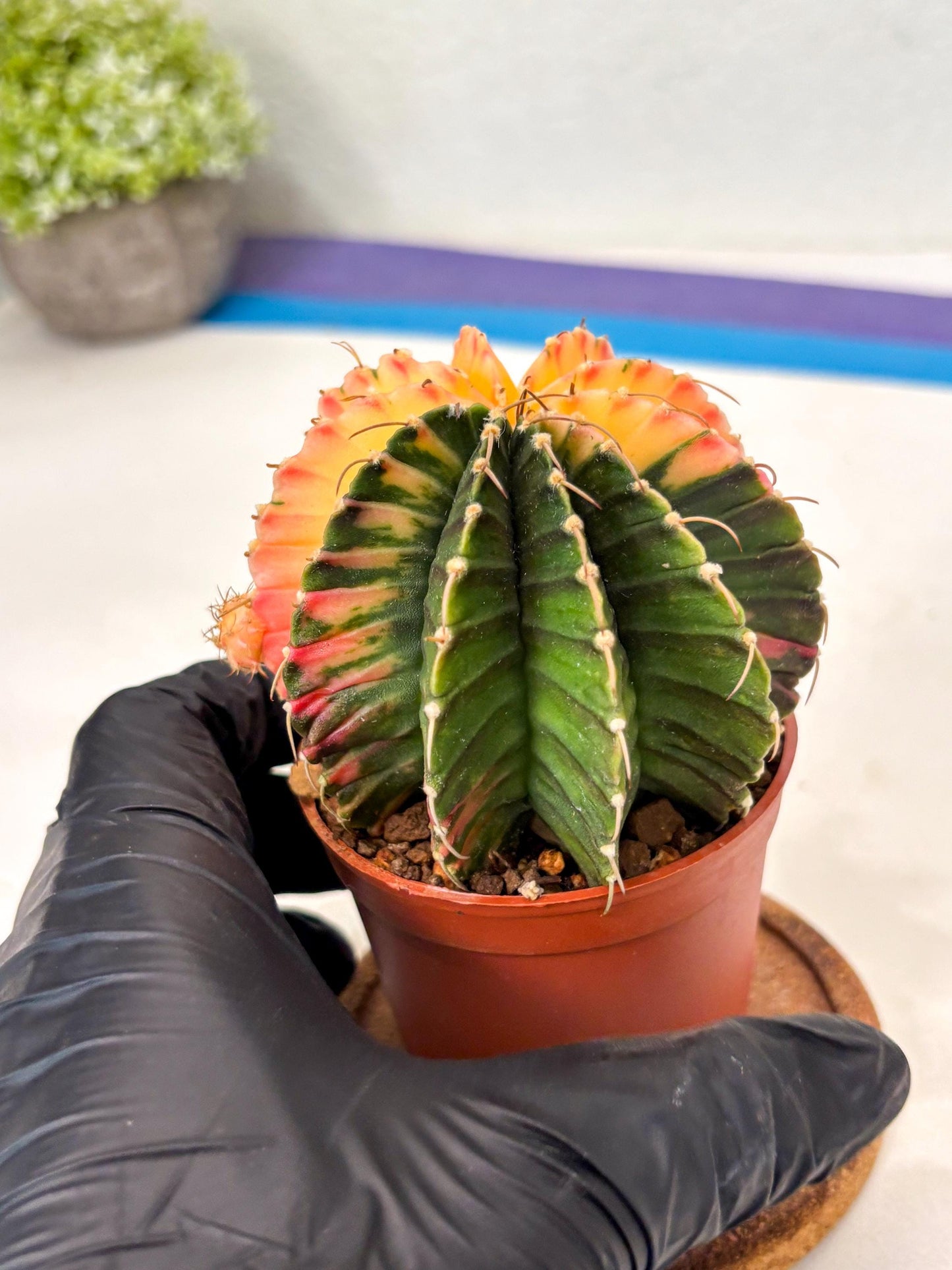 Gymnocalycium Lb Hybrid (gy5) (r2) | Imported Plants