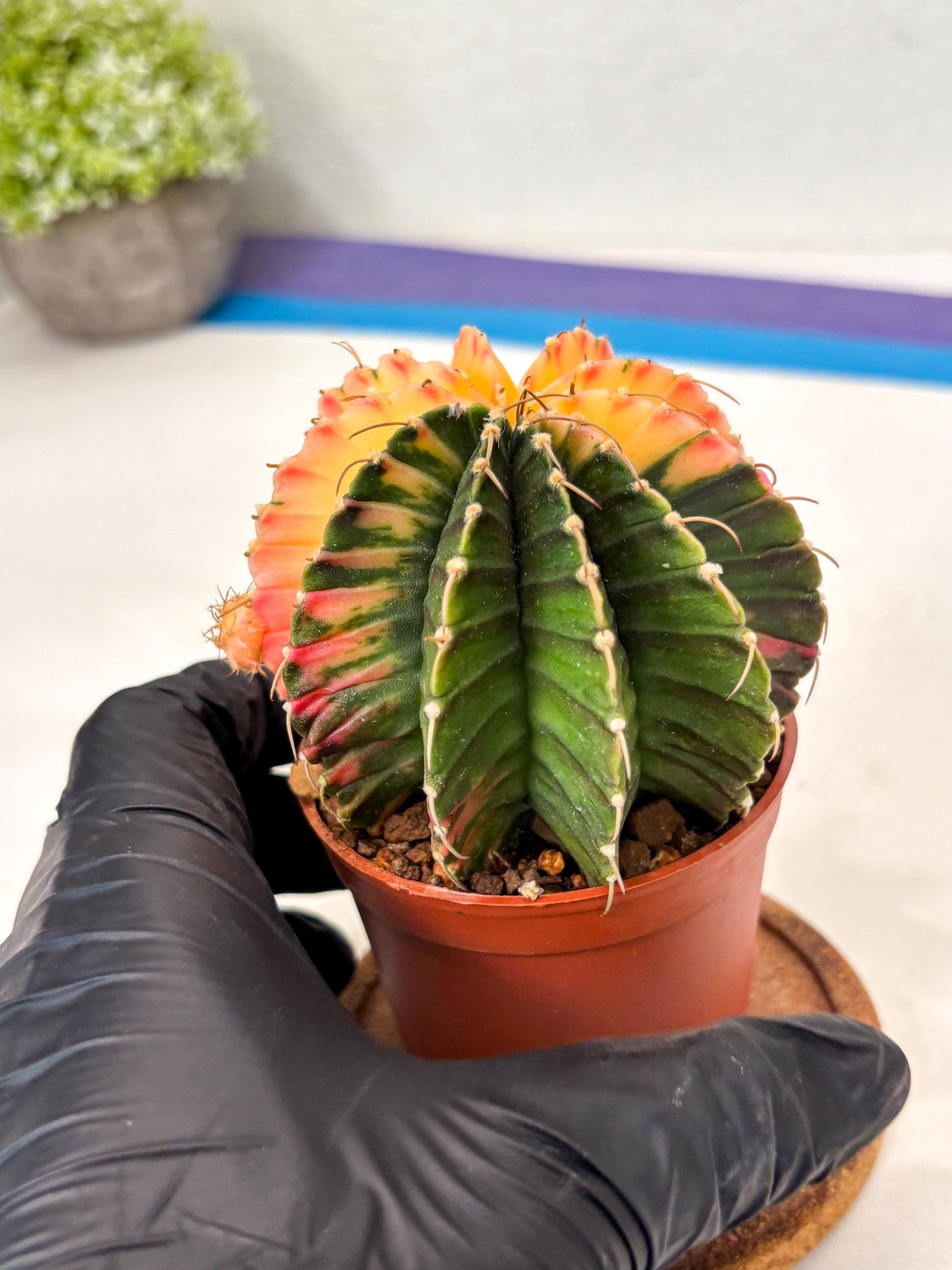 Gymnocalycium Lb Hybrid (gy5) (r2) | Imported Plants