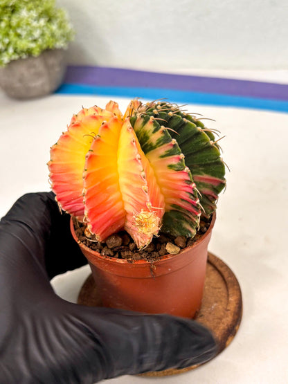 Gymnocalycium Lb Hybrid (gy5) (r2) | Imported Plants