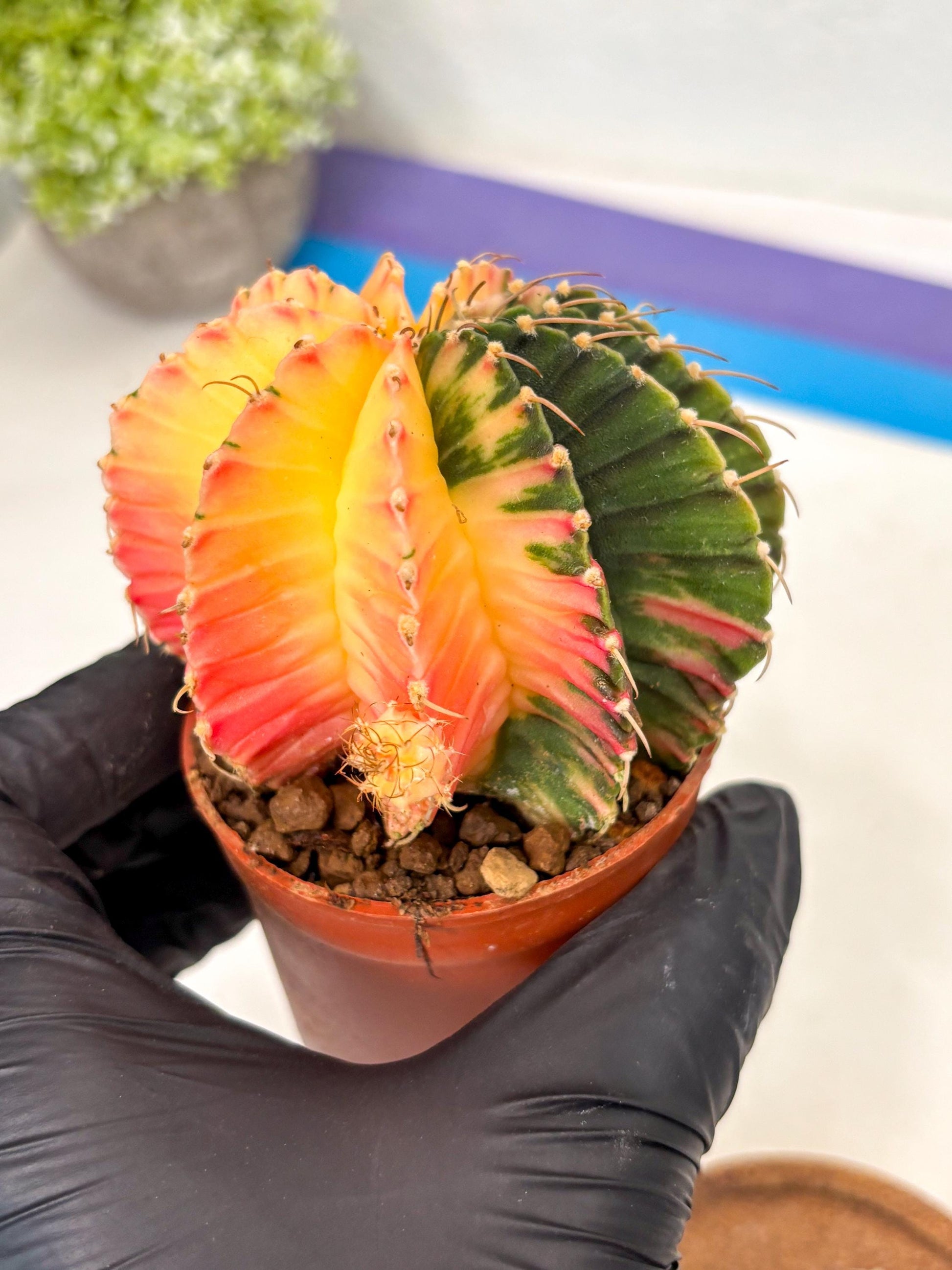 Gymnocalycium Lb Hybrid (gy5) (r2) | Imported Plants