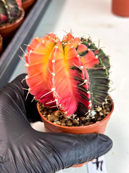 Gymnocalycium Lb Hybrid (gy5) (r4) | Imported Plants
