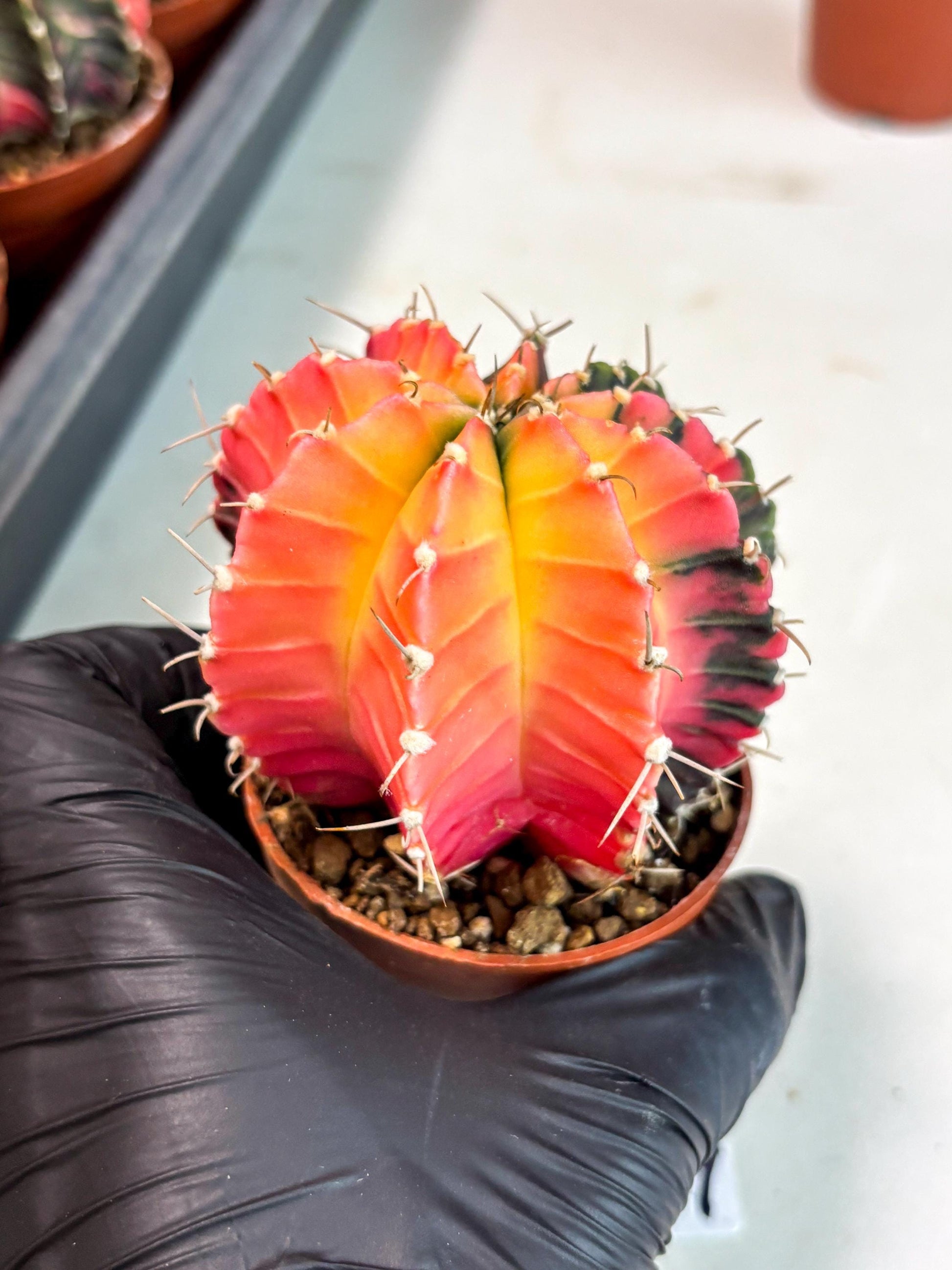 Gymnocalycium Lb Hybrid (gy5) (r4) | Imported Plants