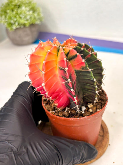 Gymnocalycium Lb Hybrid (gy5) (r4) | Imported Plants