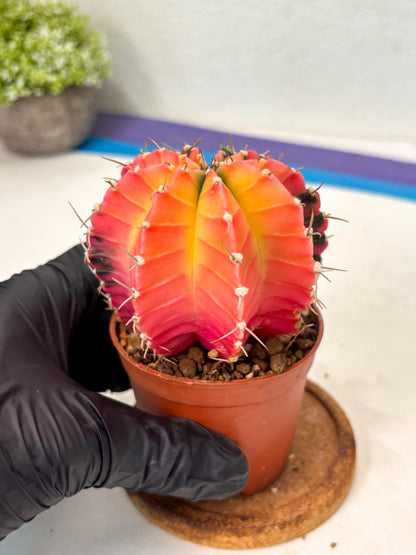 Gymnocalycium Lb Hybrid (gy5) (r4) | Imported Plants