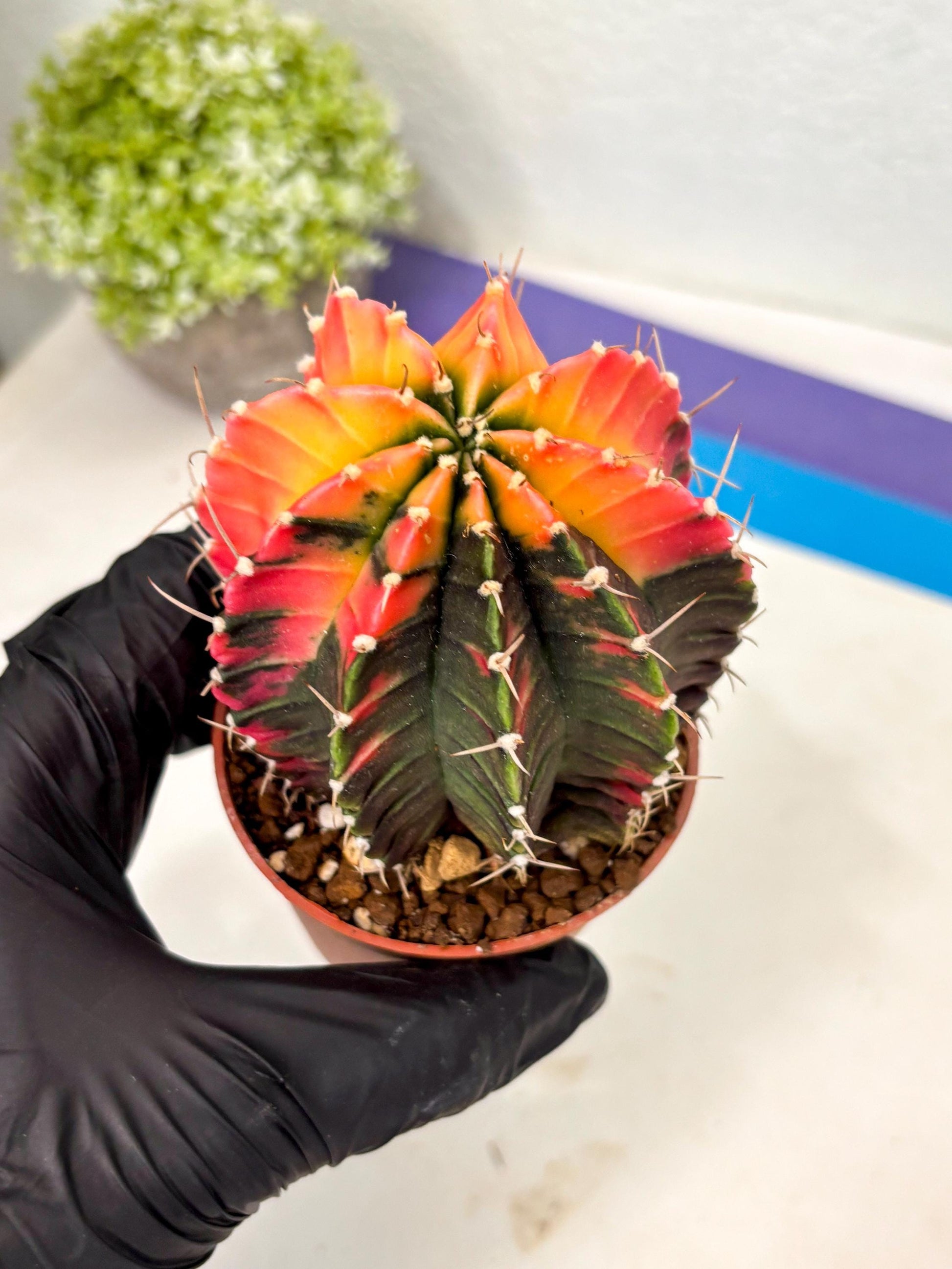 Gymnocalycium Lb Hybrid (gy5) (r4) | Imported Plants