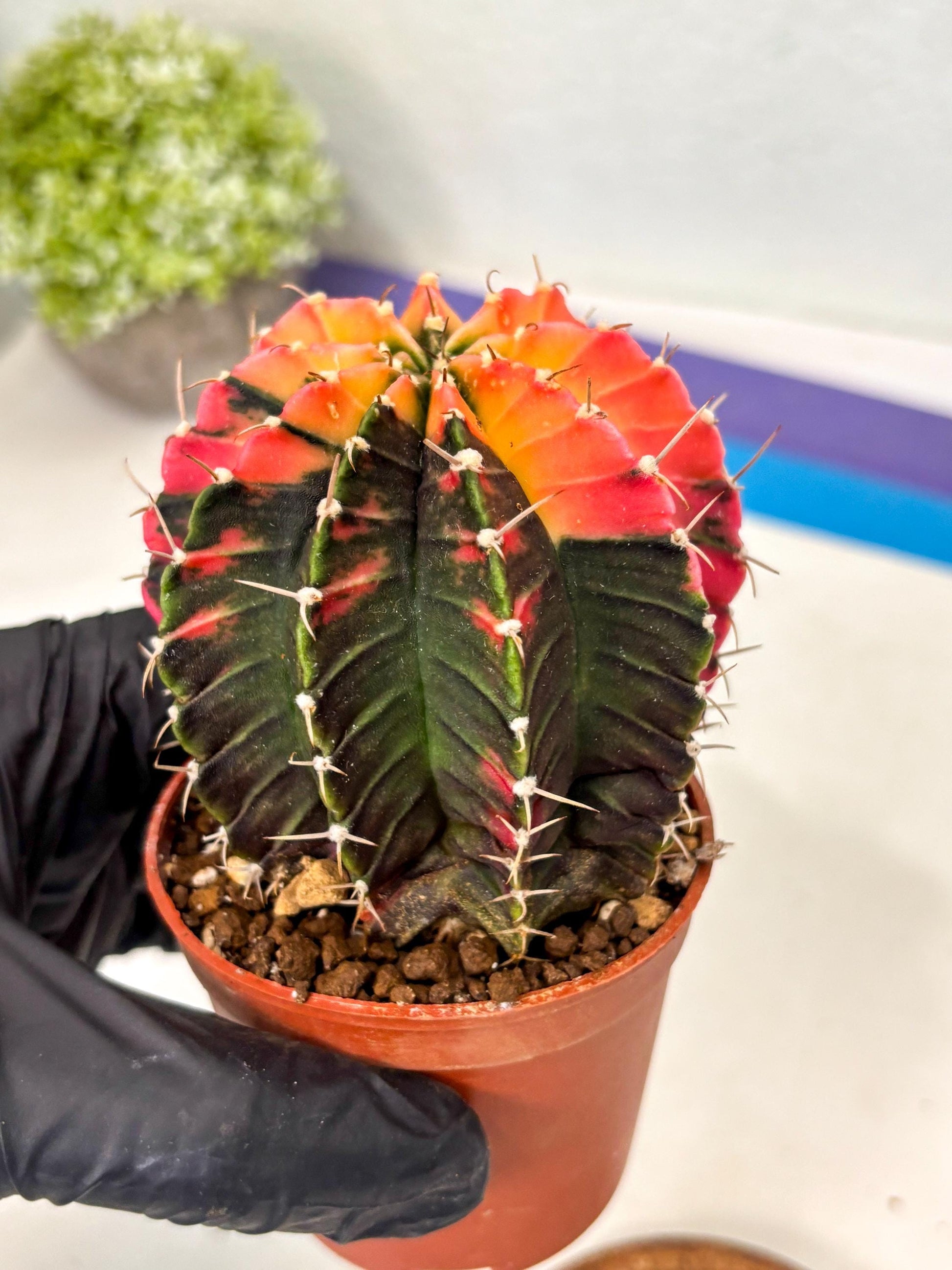 Gymnocalycium Lb Hybrid (gy5) (r4) | Imported Plants
